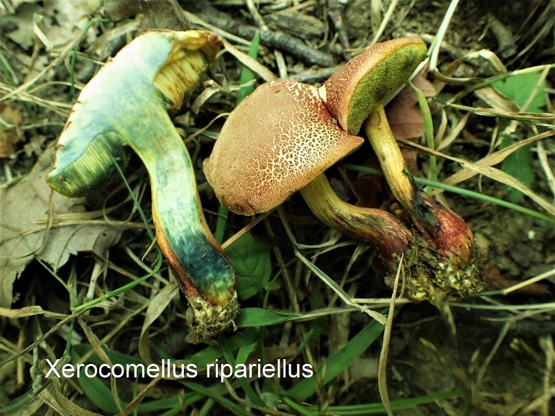 Xerocomellus ripariellus-amf307.jpg - Xerocomellus ripariellus ; Syn1: Xerocomus ripariellus ; Syn2: Boletellus ripariellus ; Non français: Bolet des bords de mares
